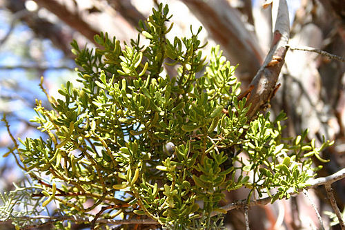 Phoradendron densum